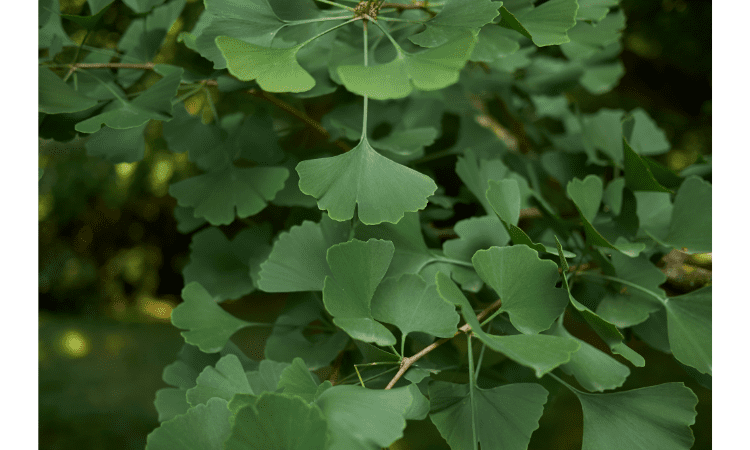 Health Benefits Of Ginkgo Biloba AajKaAkhbaar Health